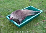 Wildwanne Für Wildträger – Bild 3